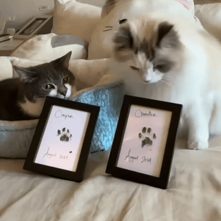 The Purrfect Print Kit