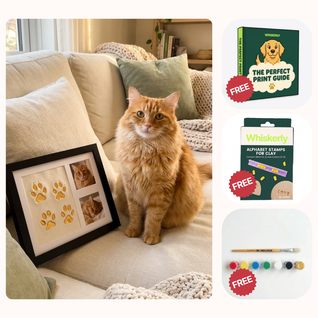 The Clay Toe Bean Bundle